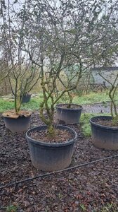 Viburnum burkwoodii 200-250 cm cont. 250L single - image 2