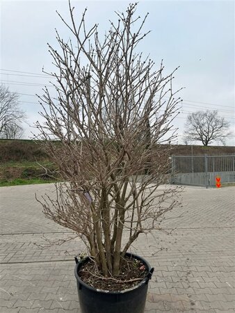 Viburnum opulus 180-200 cm container single
