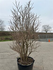 Viburnum opulus 180-200 cm container single