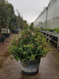 Viburnum tinus 80-100 cm container solitair