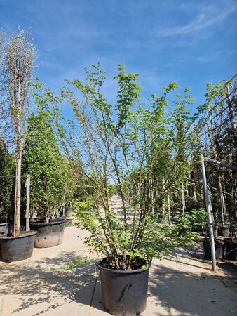 Zelkova serrata 200-250 cm container solitair extra - afbeelding 1