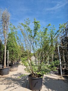 Zelkova serrata 200-250 cm container solitair extra
