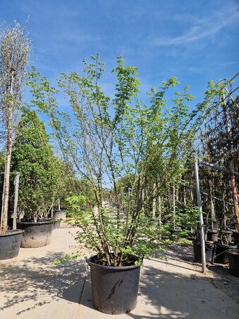 Zelkova serrata 200-250 cm container single extra - image 2