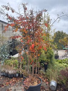 Lagerstroemia 'Natchez' 200-250 cm cont. 90L meerstammig