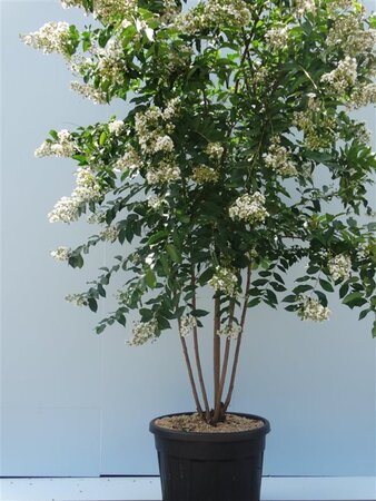 Lagerstroemia 'Natchez' 200-250 cm cont. 90L meerstammig - afbeelding 3