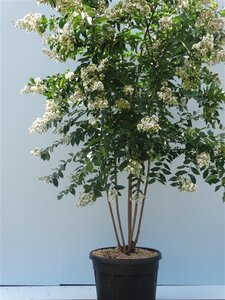 Lagerstroemia 'Natchez' 200-250 cm cont. 90L meerstammig - afbeelding 3