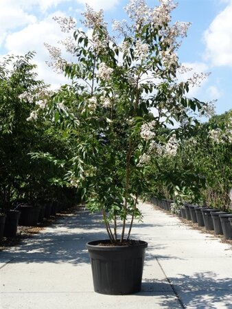 Lagerstroemia 'Natchez' WIT 200-250 cm cont. 90L multi-stem - image 3