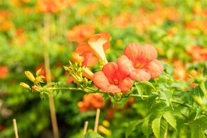 Campsis grandiflora 70 cm vierkant 2L - afbeelding 2