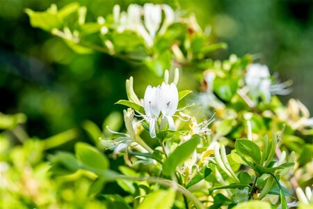 Lonicera jap. 'Halliana' 80-100 cm cont. 2,0L - afbeelding 1