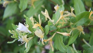 Lonicera jap. 'Halliana' 80-100 cm cont. 2,0L - afbeelding 3