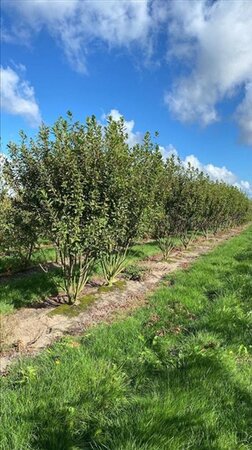 Amelanchier can. Rainbow Pillar 200-250 cm draadkluit struik - afbeelding 1