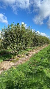 Amelanchier can. Rainbow Pillar 200-250 cm draadkluit struik