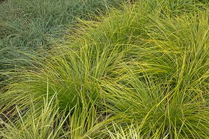 Carex 'Kyoto' geen maat specificatie 0,55L/P9cm