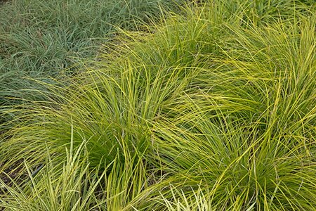 Carex 'Kyoto' geen maat specificatie 0,55L/P9cm