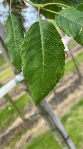 Amelanchier arborea 'Robin Hill' 14-16 Hoogstam draadkluit 3 X verplant - afbeelding 2