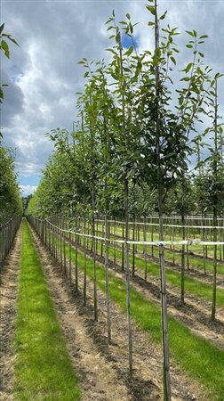 Amelanchier arborea 'Robin Hill' 14-16 Hoogstam draadkluit 3 X verplant - afbeelding 3