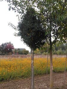 Prunus lusitanica 'Angustifolia' 20-25 Hoogstam draadkluit 3 X verplant