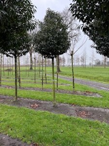 Prunus lusitanica 'Angustifolia' 20-25 Hoogstam draadkluit 3 X verplant
