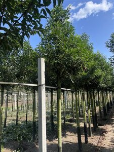 Prunus lusitanica 'Angustifolia' 20-25 STA WRB 3 X V