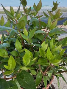Abelia grandiflora 30-35 cm cont. 4,0L - afbeelding 3