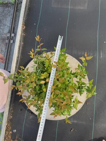 Abelia grandiflora 30-35 cm cont. 4,0L - afbeelding 2