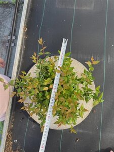 Abelia grandiflora 30-35 cm cont. 4,0L - afbeelding 2