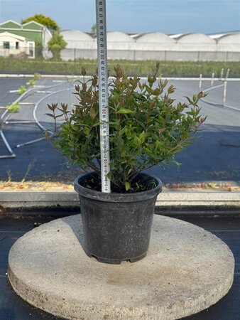 Abelia grandiflora 30-35 cm cont. 4,0L - afbeelding 4