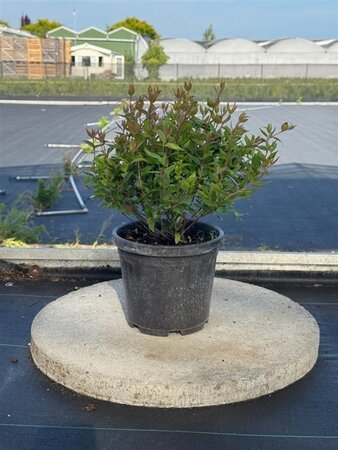 Abelia grandiflora 30-35 cm cont. 4,0L - afbeelding 1