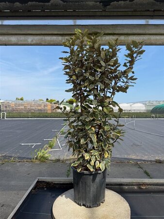 Elaeagnus pungens 'Aurea' 80-90 cm cont. 10L - afbeelding 1