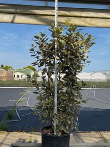 Elaeagnus pungens 'Aurea' 80-90 cm cont. 10L - afbeelding 2