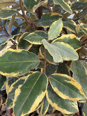 Elaeagnus pungens 'Aurea' 80-90 cm cont. 10L - afbeelding 3