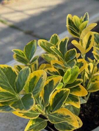 Euonymus jap. 'Aureus' = 'Luna' 15-20 cm cont. 2,0L - afbeelding 2