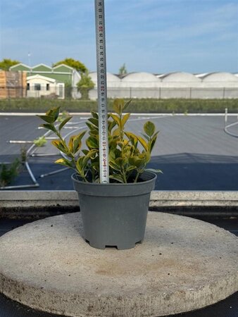 Euonymus jap. 'Aureus' = 'Luna' 15-20 cm cont. 2,0L - image 1