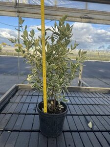 Euonymus jap. 'Bravo' 40-60 cm cont. 4,0L