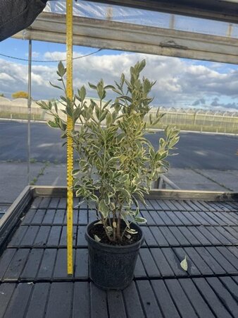 Euonymus jap. 'Bravo' 40-60 cm cont. 4,0L - afbeelding 2