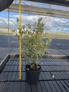 Euonymus jap. 'Bravo' 40-60 cm cont. 4,0L - afbeelding 2