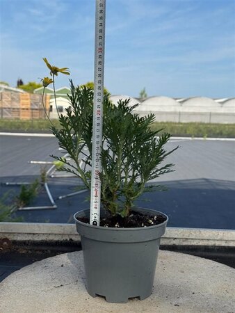 Euryops pectinatus 20-25 cm cont. 2,0L - afbeelding 3