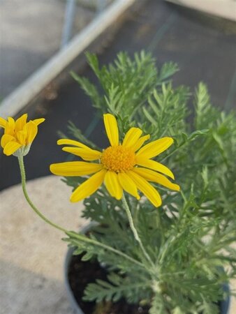 Euryops pectinatus 20-25 cm cont. 2,0L - image 1
