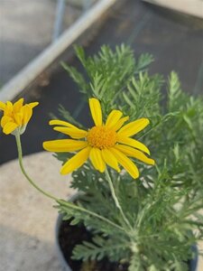 Euryops pectinatus 20-25 cm cont. 2,0L