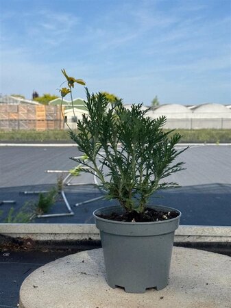 Euryops pectinatus 20-25 cm cont. 2,0L - image 2