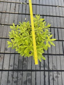 Pittosporum tob. 'Nanum' 20-25 cm cont. 5,0L