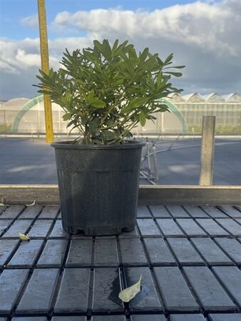 Pittosporum tob. 'Nanum' 20-25 cm cont. 5,0L - afbeelding 2