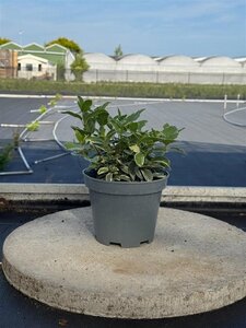 Viburnum tin. 'Variegatum' 15-20 cm cont. 2,0L