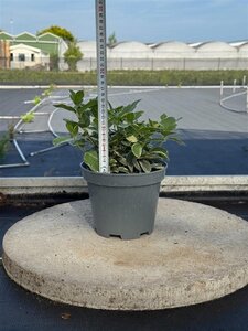 Viburnum tin. 'Variegatum' 15-20 cm cont. 2,0L - afbeelding 2