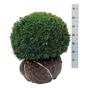 Buxus sempervirens 50-55 cm met kluit bol