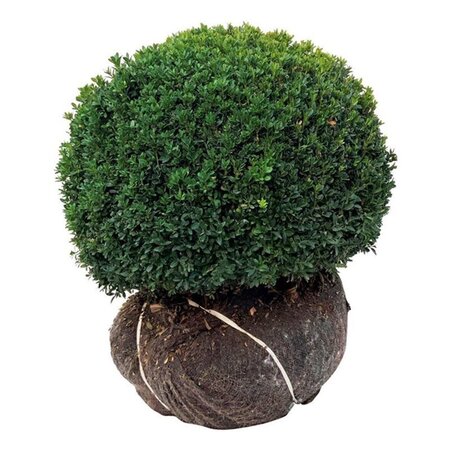 Buxus sempervirens 50-55 cm met kluit bol - afbeelding 2