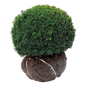 Buxus sempervirens 50-55 cm met kluit bol - afbeelding 2