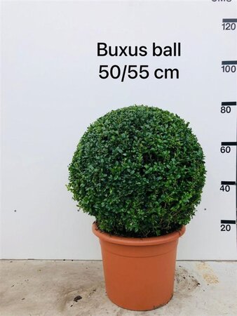 Buxus sempervirens 50-55 cm met kluit bol