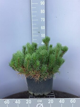 Pinus mugo mughus 50-60 cm cont. 15L - afbeelding 2