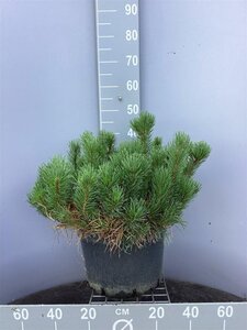 Pinus mugo mughus 50-60 cm cont. 15L - afbeelding 2